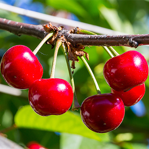 九游体育入口大红樱桃二
