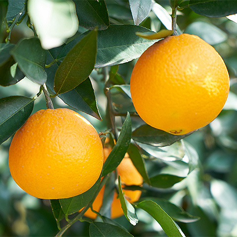 九游体育入口热带水果四