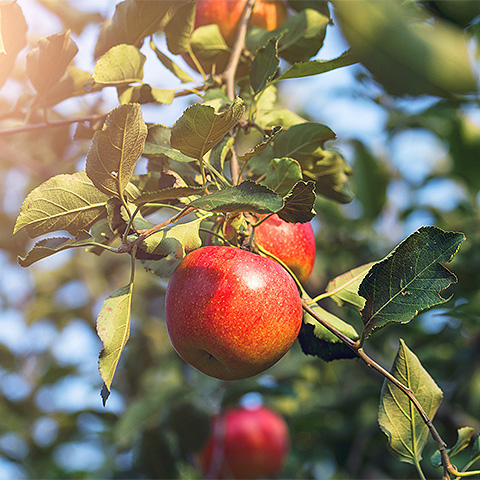 九游体育入口热带水果五