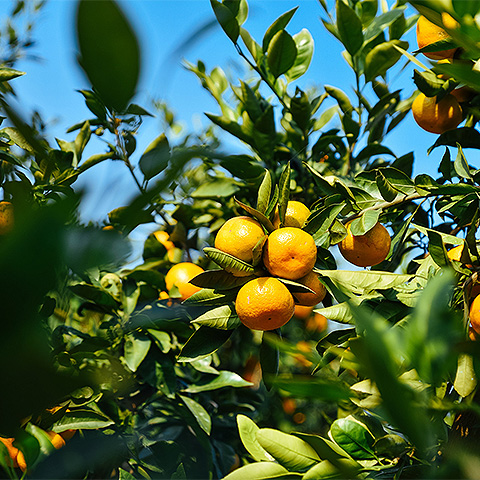 九游体育入口热带水果六