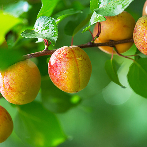 九游体育入口热带水果七